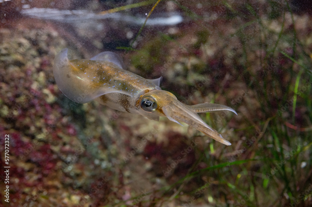 Obraz premium イカ