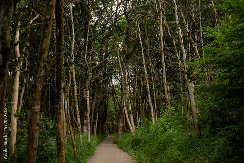 A tropical forest. Green trees in the tropical jungle. Rainforests in Thailand.