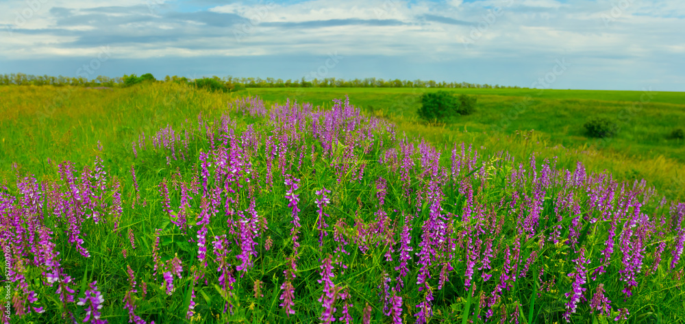 Fototapeta premium green prairie with wild flowers, beautiful summer natural landscape