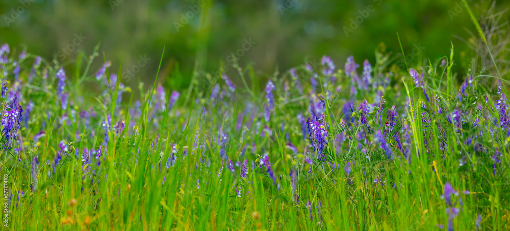 summer forest glade with wild flowers, beautiful natural seasonal background