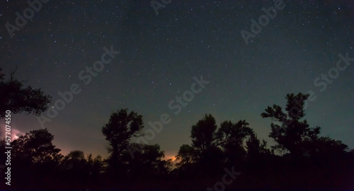 forest silhouette under a night starry sky, quiet night outdoor scene
