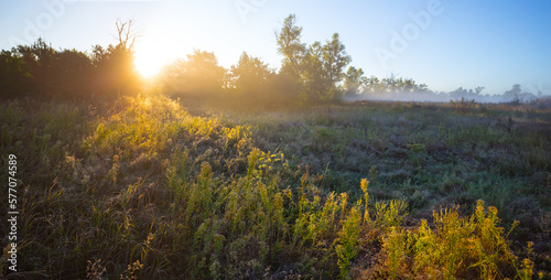 green forest glade at the sunrise, beautiful early morning natural summer landscape