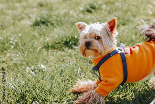 Shaggy little cute dog Yorkshire Terrier breed running on green lawn in garden, park. Puppy in warm orange yellow sweatshirt playing outdoors Clothes for pets. Canine breeds Domestic animal has fun. © vita