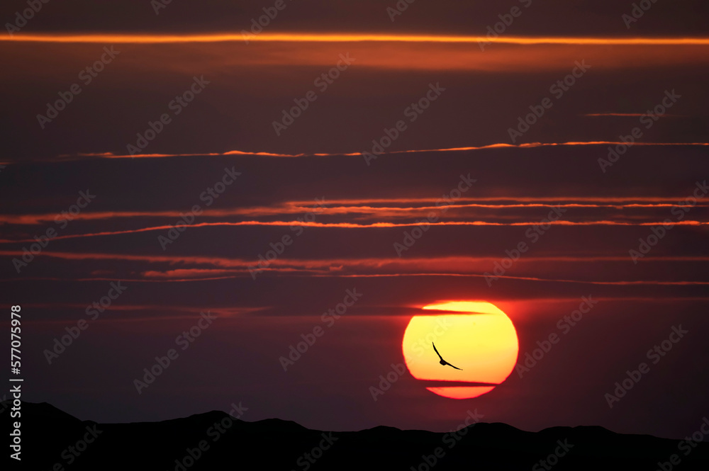 The bird silhouette on the beautiful bright golden sunset.