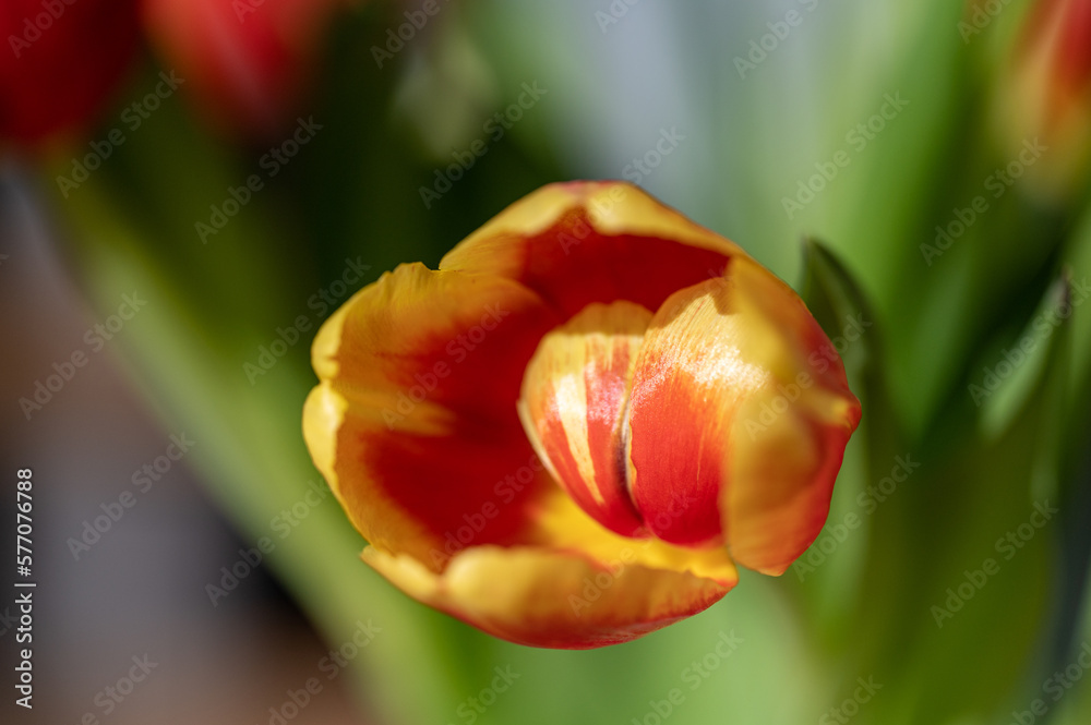 Colorful Tulips during spring in Sweden Colorful Tulips during spring in Sweden