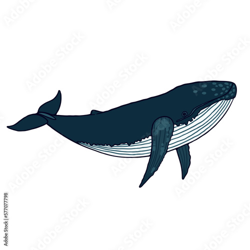 Cartoon dark blue whale swimming on white background