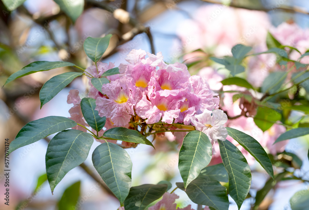 Pink Pink Trumpet Tree or Rosy Trumpettree(Tabebuia rosea) is a perennial plant medium