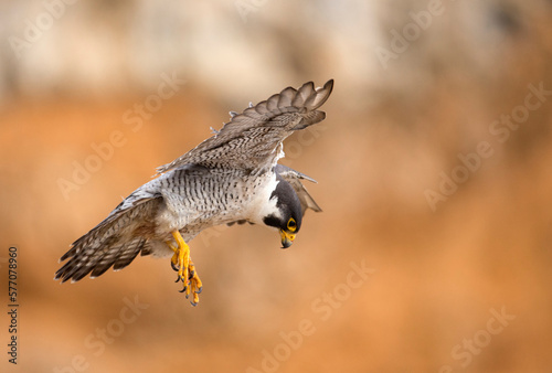 Beautiful landing flight of a peregrine falcon captured up close against reddish brown background in San Pedro California