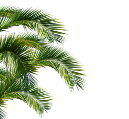 lush green curved palm leaves on transparent background overlay