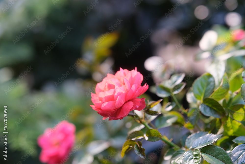 red Chinese rose (Rosa chinensis) flower with bokeh red Chinese rose (Rosa chinensis) flower with bokeh