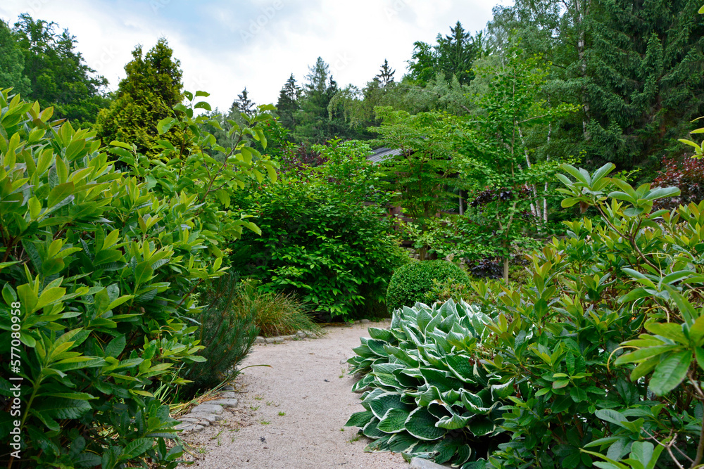 Obraz premium biało-zielona funkia i ozdobne krzewy przy ścieżce w ogrodzie (Hosta ), ogród japoński, ogrodowa ścieżka, żwirowa alejka, japanese garden, Zen garden, garden path, designer garden