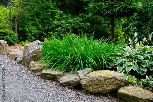 zielona kępa liliowców przy ścieżce w ogrodzie (Hemerocallis), kamienie w ogrodzie, ogród japoński, ogrodowa ścieżka, żwirowa alejka, japanese garden, Zen garden, garden path, designer garden