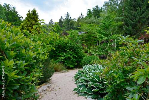 biało-zielona funkia i ozdobne krzewy przy ścieżce w ogrodzie (Hosta ), ogród japoński, ogrodowa ścieżka, żwirowa alejka, japanese garden, Zen garden, garden path, designer garden