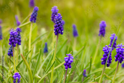 Blue purple Muscari or Mouse Hyacinth in full bloom on naturel green background. Garden bulbs and perennials wallpaper. The first flowering spring plants in a garden, park. Early flowers in the lawn.