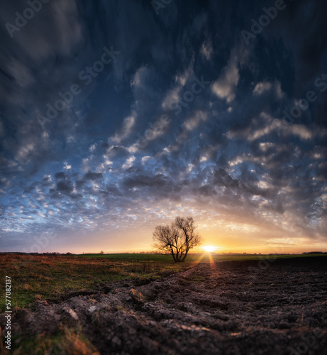 Lonely tree in a field at sunset. Beautiful sunset. The beauty and majesty of nature.