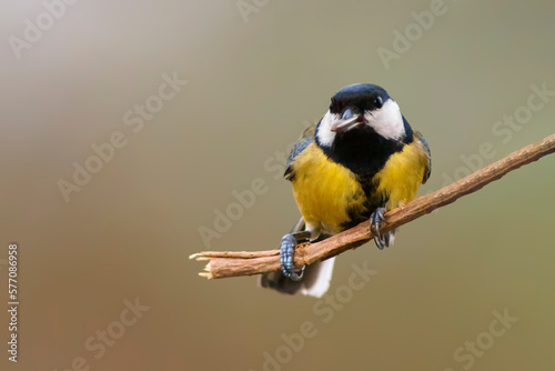 a great tit sits on a branch in spring