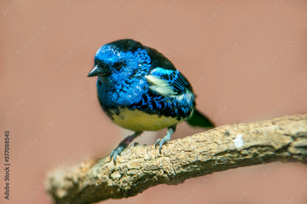 Obraz premium a turquoise tanager sits on a branch in the sun