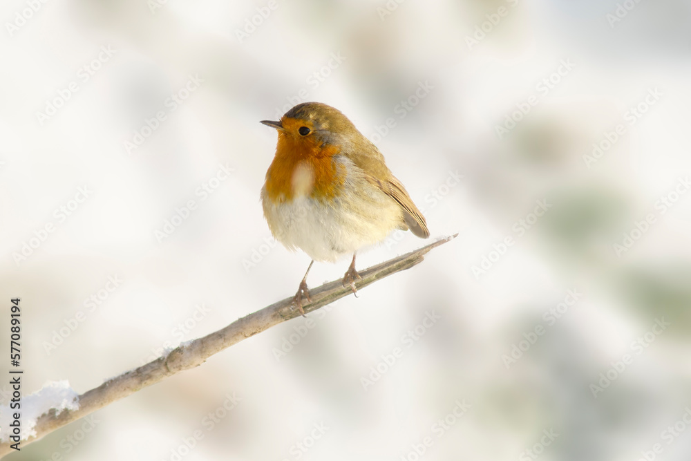 robin sits on a branch and sunbathes in winter robin sits on a branch and sunbathes in winter