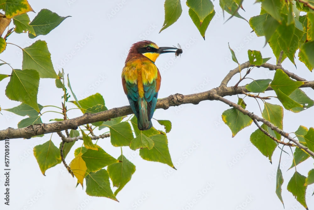 bee-eater with prey sits on a branch bee-eater with prey sits on a branch