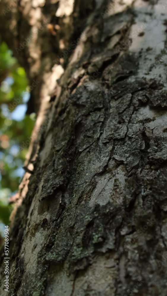 Tree trunk slow motion camera Vertical video Tree trunk slow motion camera Vertical video