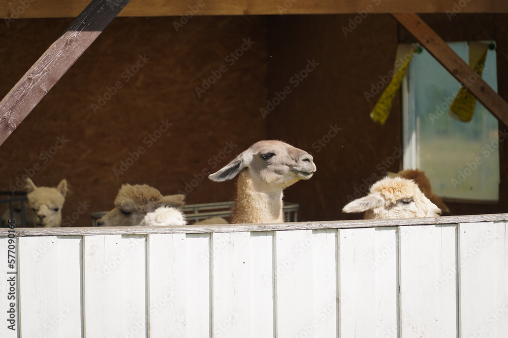 Obraz premium Llamas in a paddock, photo in the summer on a farm.