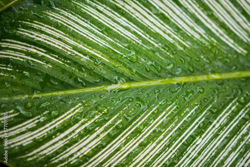 Calathea White Star tropical foliages raindrops macro