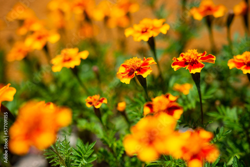Tagetes patula, the French marigold garden © Esteban