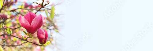 Beautiful blooming pink magnolia tree on spring day banner. Panoramic web header with copy space. Wide screen wallpaper
