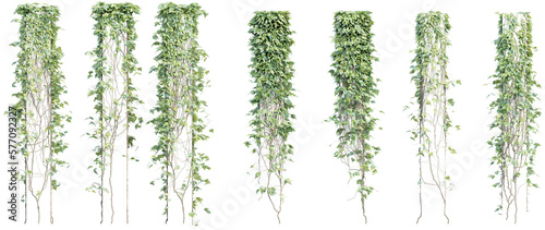 Fotografia creeper plants with transparent background, 3d rendering