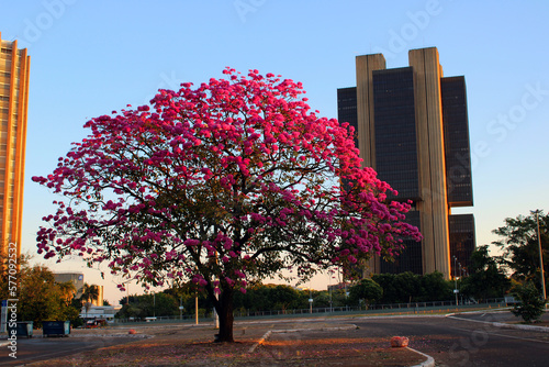 Pink Ipês in Brasilia
 photo
