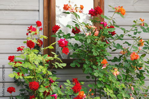 Climbing red and orange roses bloom in the garden near the window of small wooden house © Olga Ionina