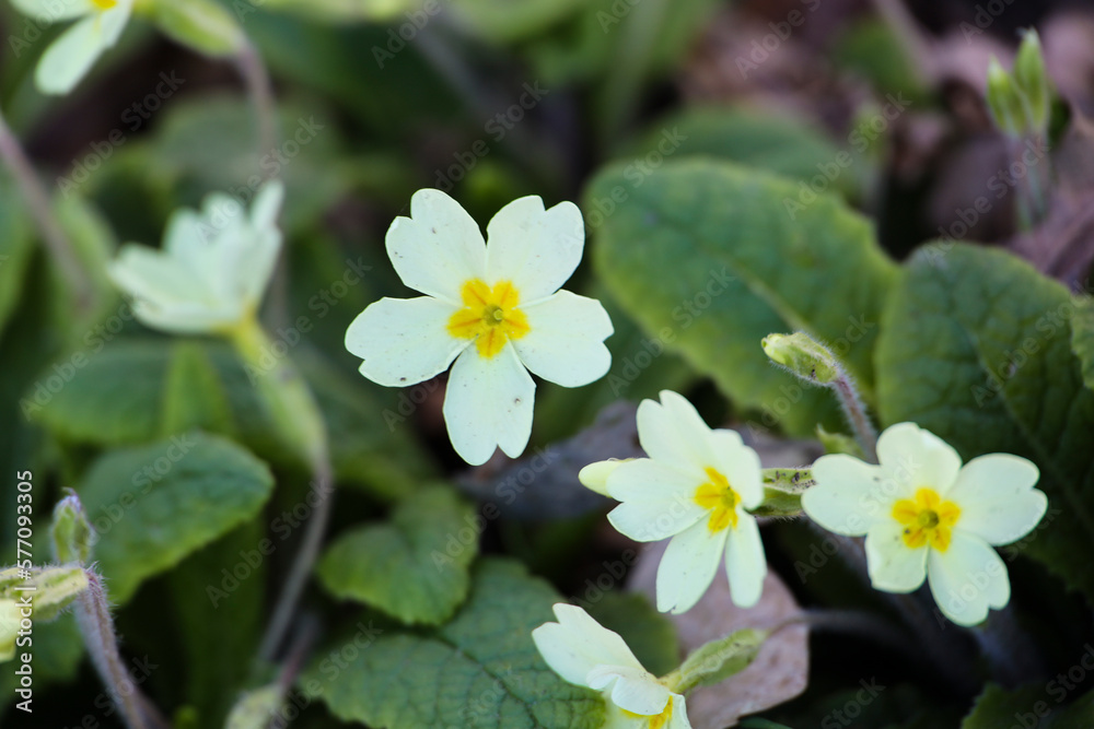 Primula vulgaris light yellow flower Primula vulgaris light yellow flower