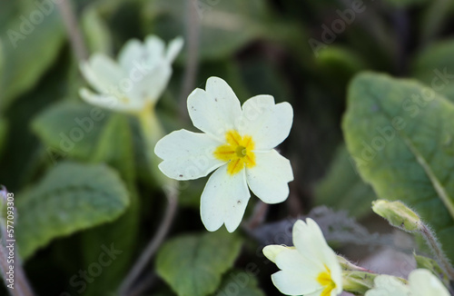 white flower in the garden