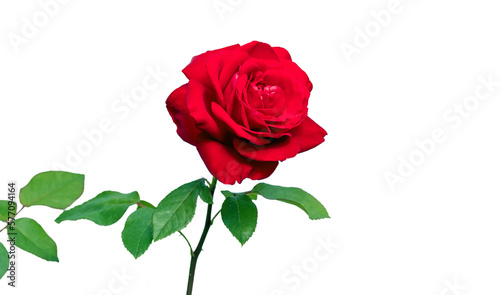A red rose with several green leaves isolated on white background. Selective focus..