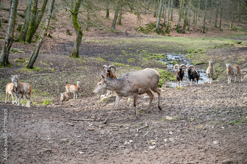 Doe, Female Deer Cow walking in front of a group of goats and billy goats, river in the background, Wildlife Park Brudergrund, Erbach, Germany photo