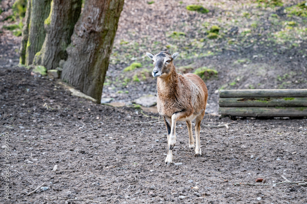 Single goat standing on top of a hill and looking at the valley, lifting a front leg, wildlife park Brudergrund, Erbach, Germany Single goat standing on top of a hill and looking at the valley, lifting a front leg, wildlife park Brudergrund, Erbach, Germany