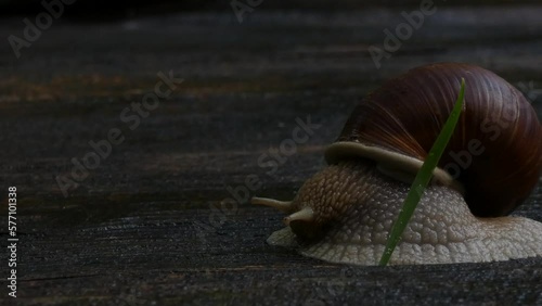 snail crawls on a wooden terrace. macro, close up	