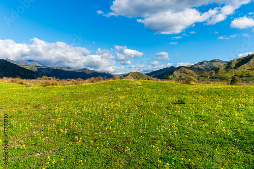 beautiful green meadow with yellow flowers and young spring grass on foreground and amazing mountains on background