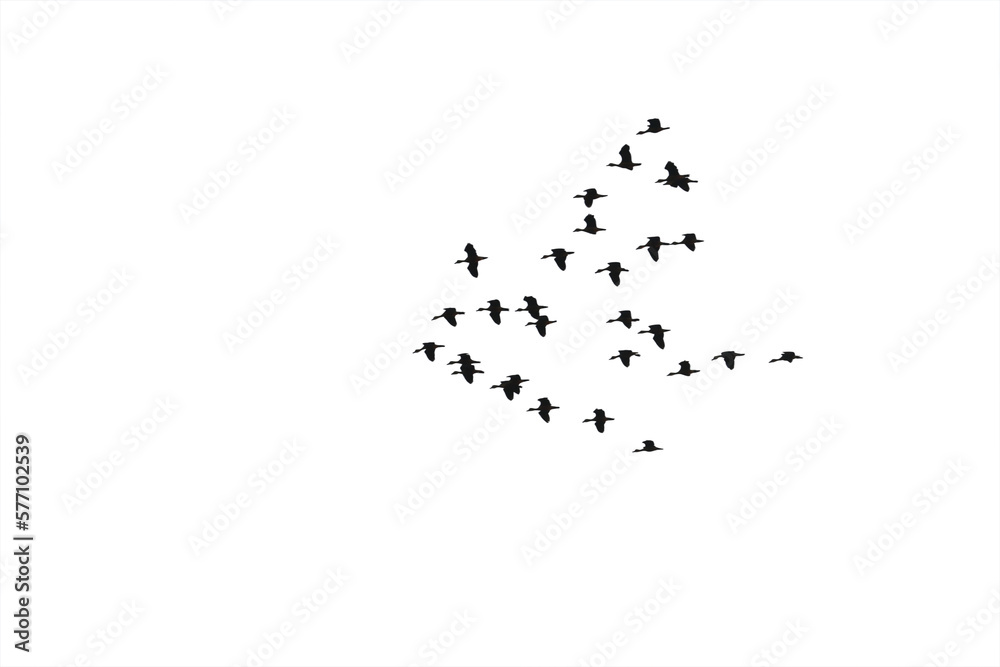 Flocks of flying wild duck isolated on white background. Save with clipping path. Flocks of flying wild duck isolated on white background. Save with clipping path.