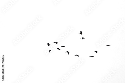 Flocks of flying wild duck isolated on white background. Save with clipping path.