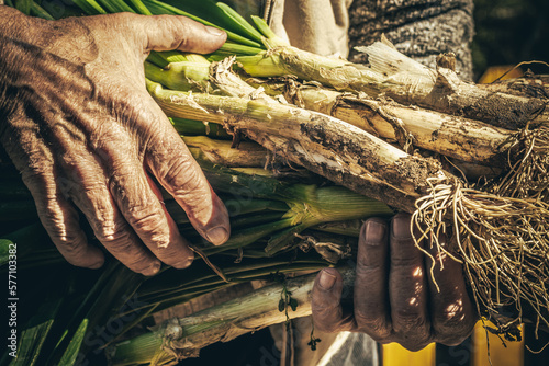 Crop senior man with calçots,is a variety of  onions typical catalan food photo