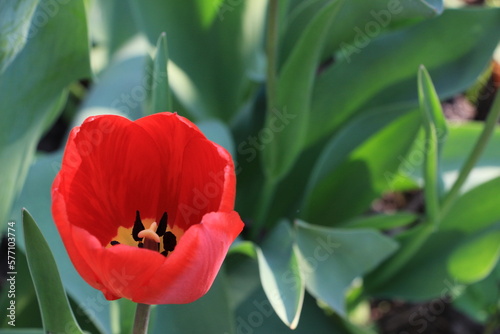Red tulip flower in the garden close up. Top view. Green blurred background. Selective focus. Out of focus. Copy space