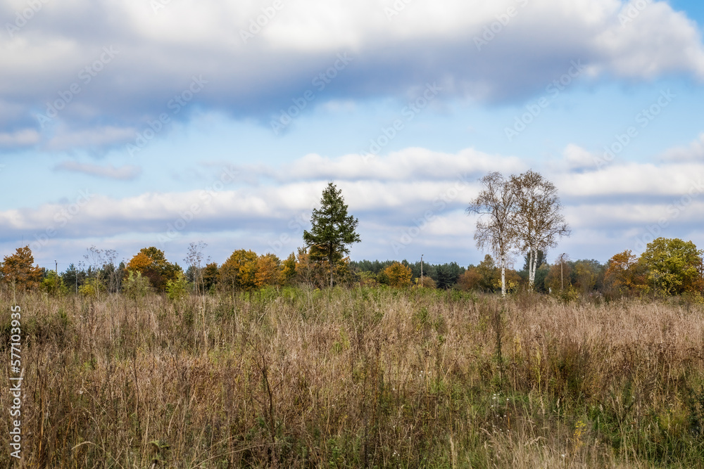 Autumn forest