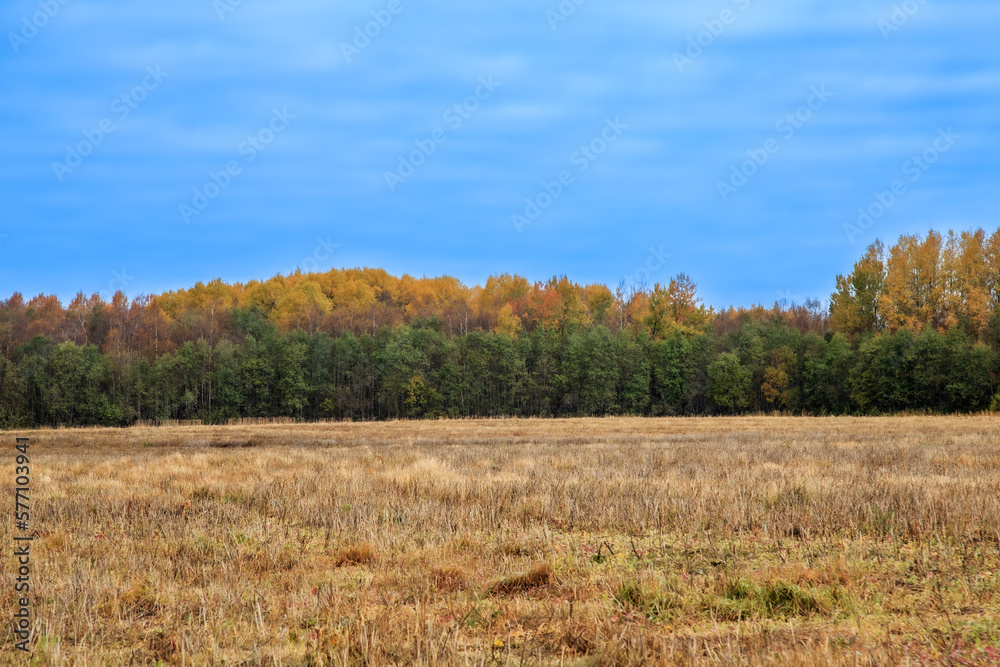 Fototapeta premium Autumn forest