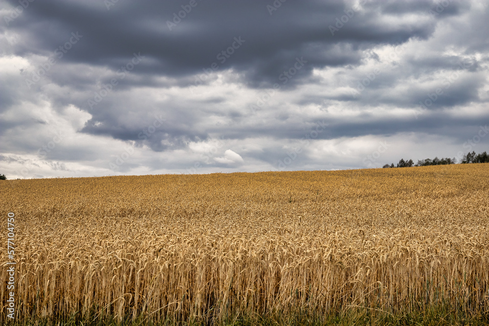 Cornfield just before harvest with heavily overcast skies..
