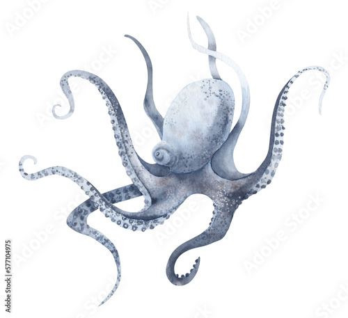 Watercolor Octopus in pastel blue colors on isolated background. Hand drawn illustration of wild undersea animal with tentacles. Marine or ocean underwater life. Colorful drawing in realistic style