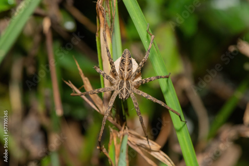 Crowned Nursery-web spider (Rothus sp.)