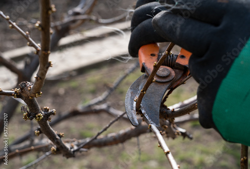 pruning trees in the spring, scissors for pruning trees