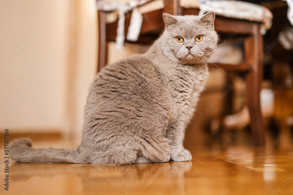 Portrait of British Shorthair cat sits on a home background