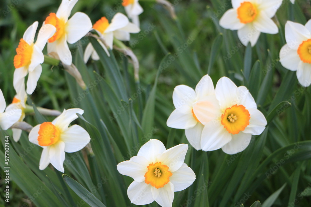 White flowers of daffodils in the garden closeup. Green background. Selective focus. Out of focus. Сopy space